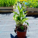 Echinacea purpurová (Echinacea purpurea) ´LAKOTA ORANGE´® - kont. C1,5L